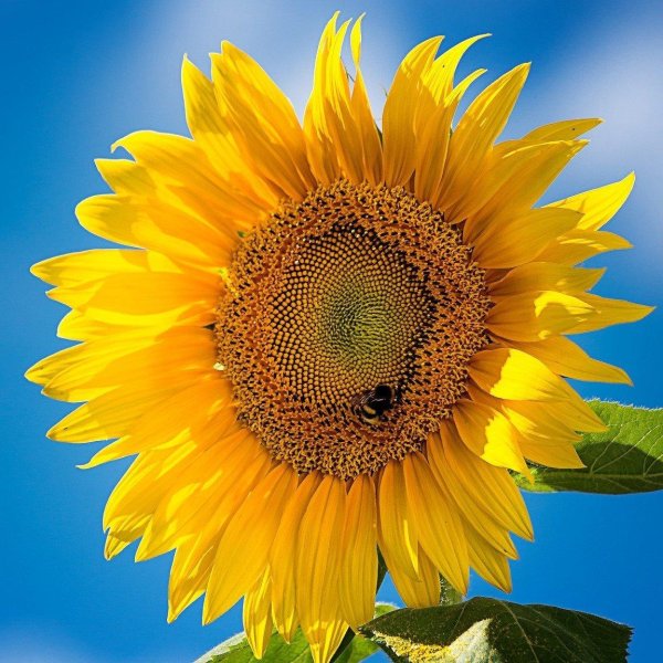 улыбающийся подсолнух