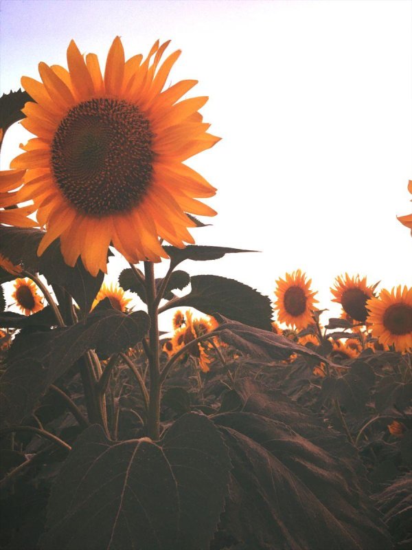 sunflower wallpaper