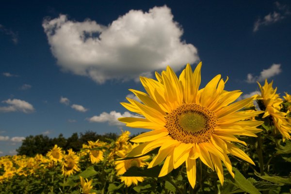 подсолнухи природа