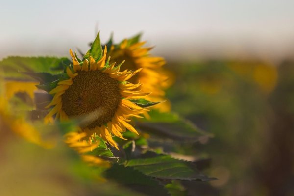 подсолнухи природа