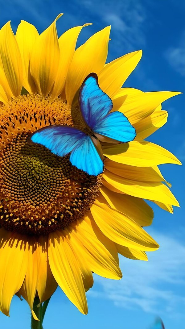 бабочка на подсолнухе