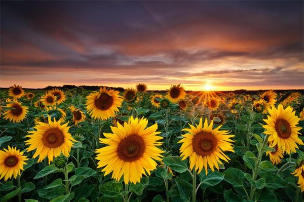 field of sunflowers