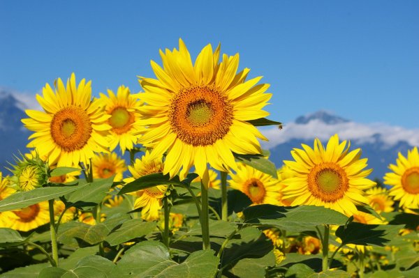 sunflower land