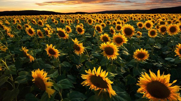 подсолнуховое поле новосибирск