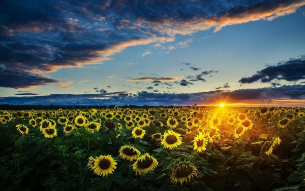 поле подсолнухов