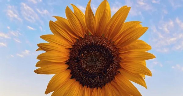 подсолнечник цветок