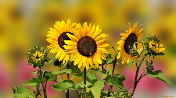 цветок подсолнечника