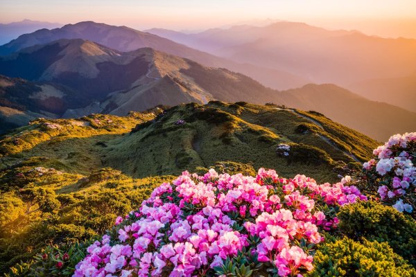 сочи рододендроны красная поляна