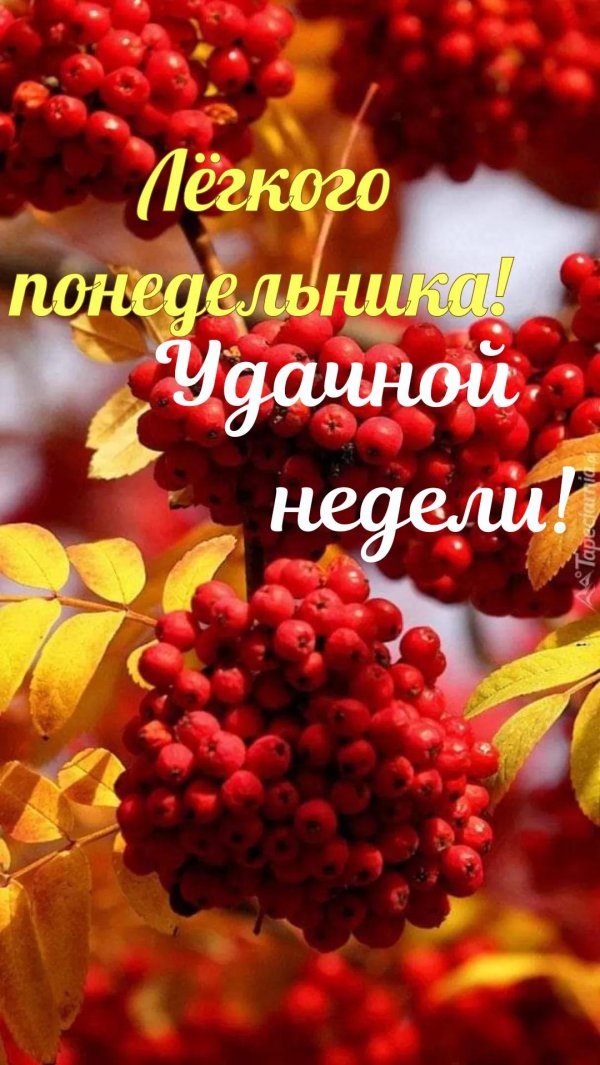 осень рябина