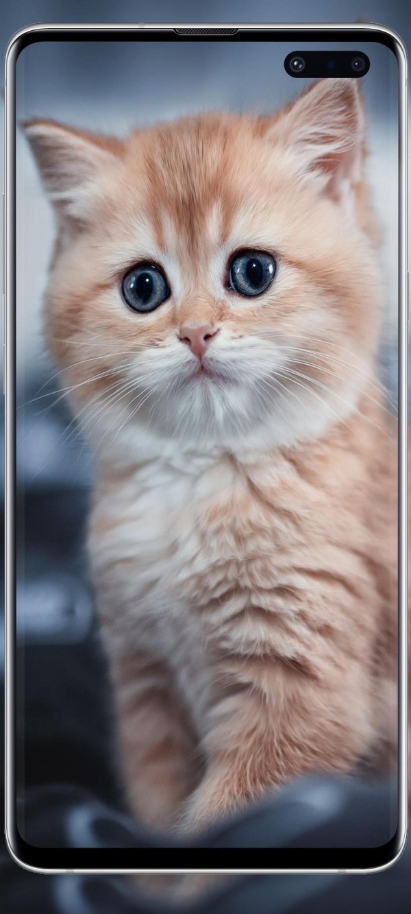 британская золотая шиншилла