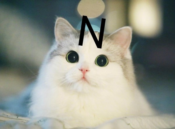 котики няшные