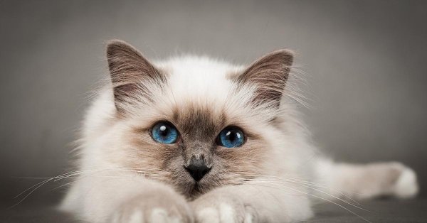 сиамский рэгдолл