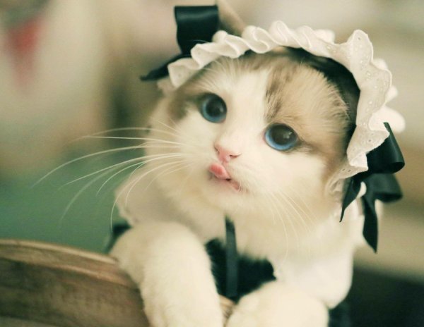 милые кошки