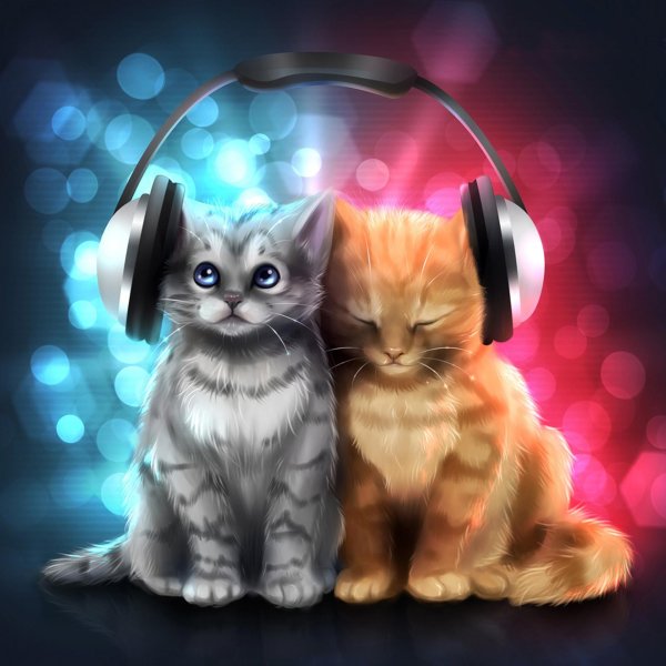кот в наушниках