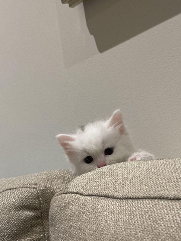 очаровательные котята