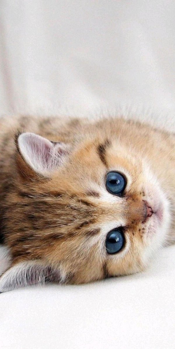 красивые котята