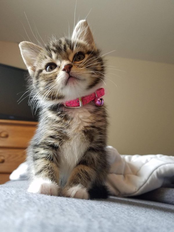 котенок красивый