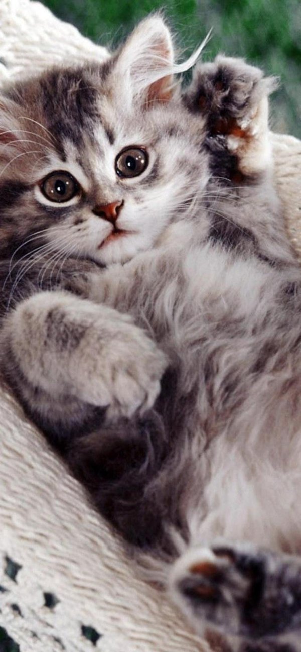 очаровательные котята