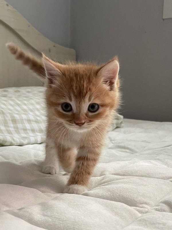 рыжий кот маленький