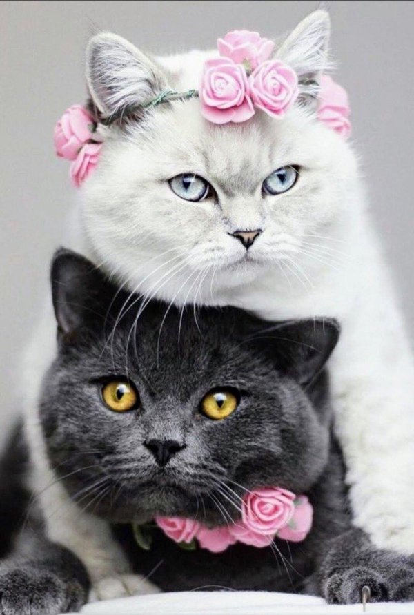 красивая кошечка