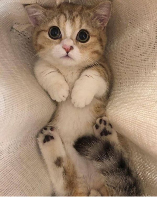 очень милые котята