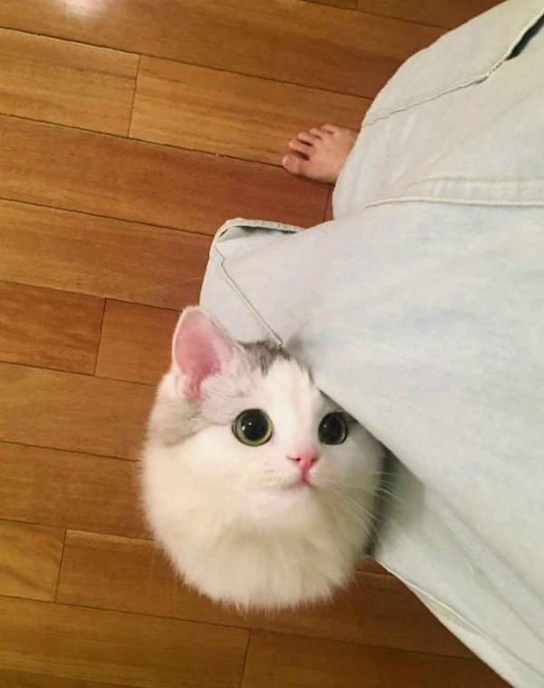 шутки с котиками