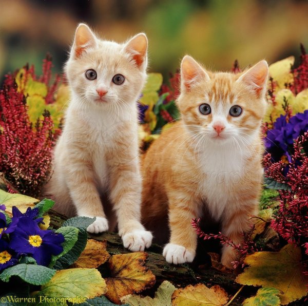 красивая кошечка