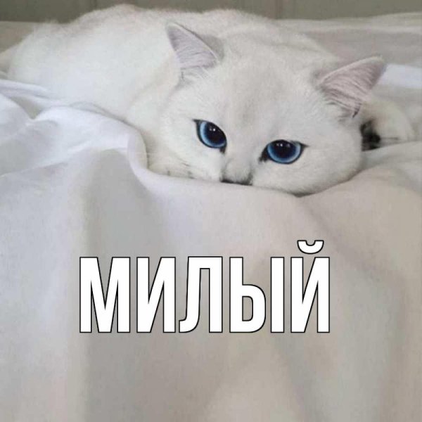 шиншилла пойнт коби