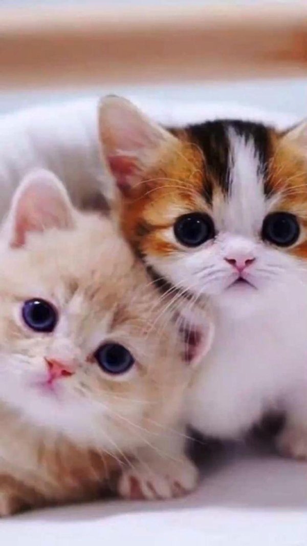 очаровательные котята