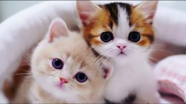 милая котик