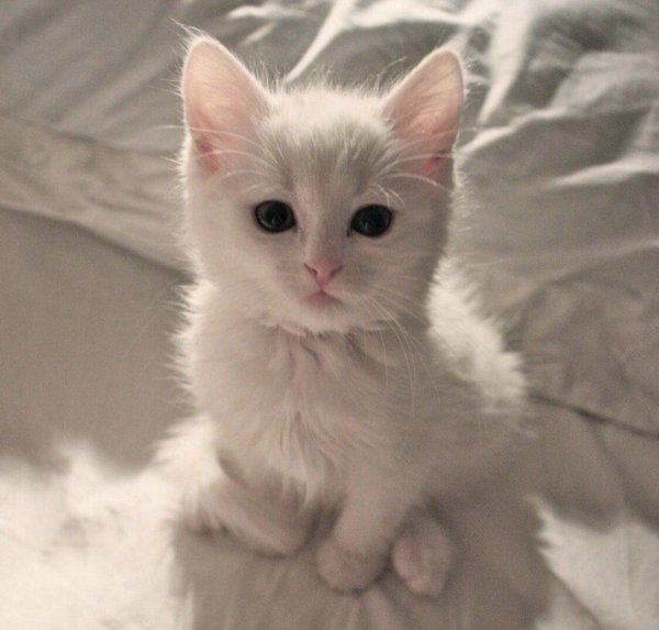 турецкая ангора