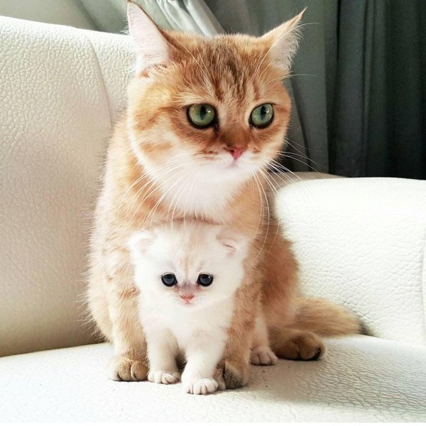 британская золотая шиншилла