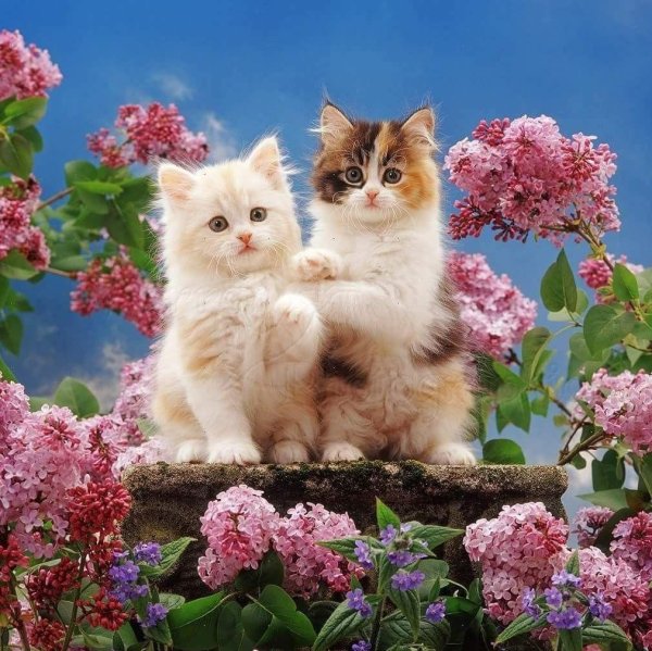 очаровательные котята