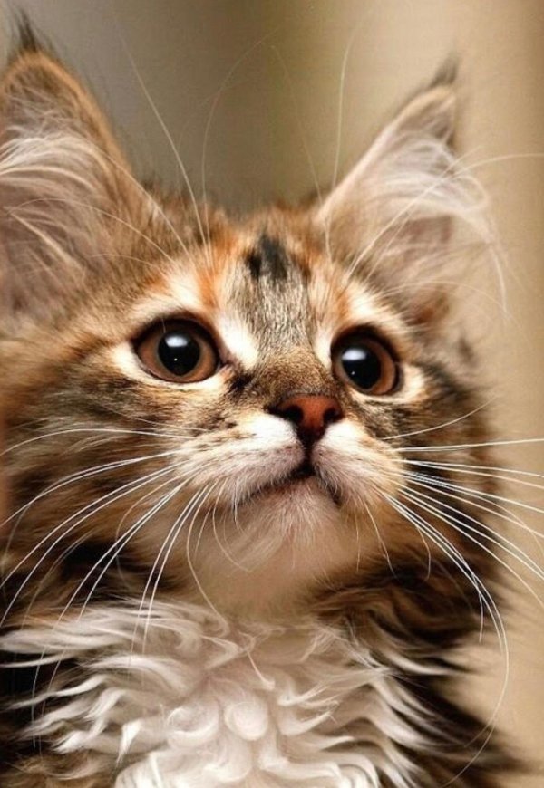 очаровательные котята