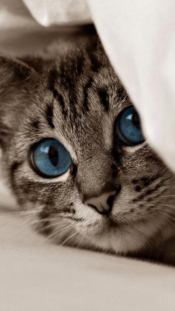 голубоглазая кошка