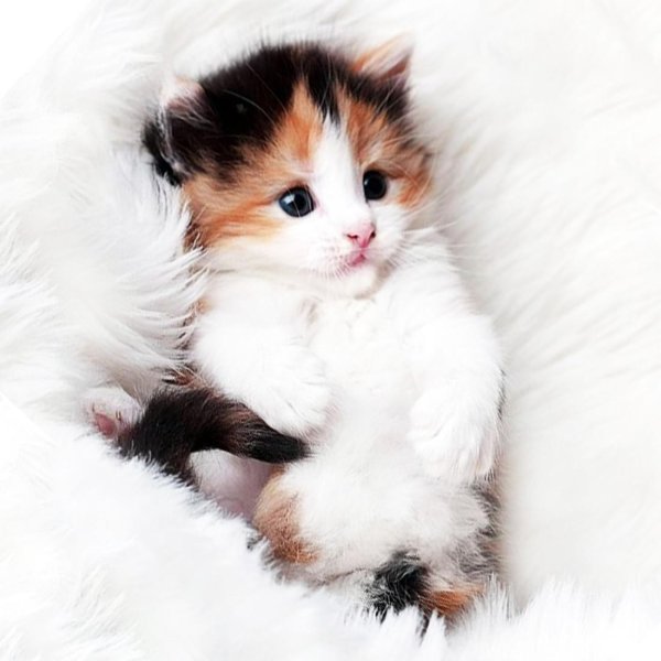 котенок красивый