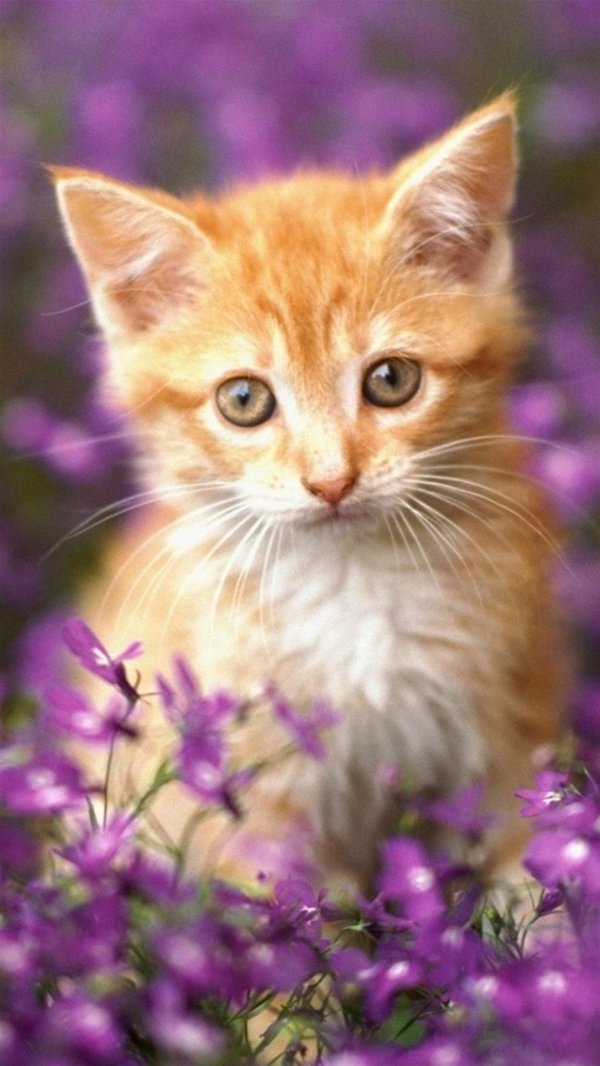 рыжие котята