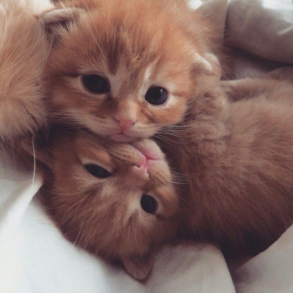 милые фоточки котиков