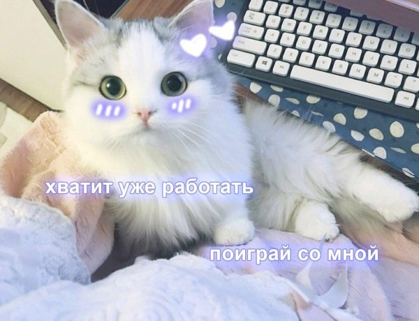 милые коты