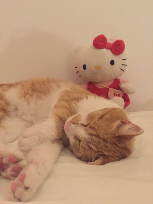 очаровательные котята