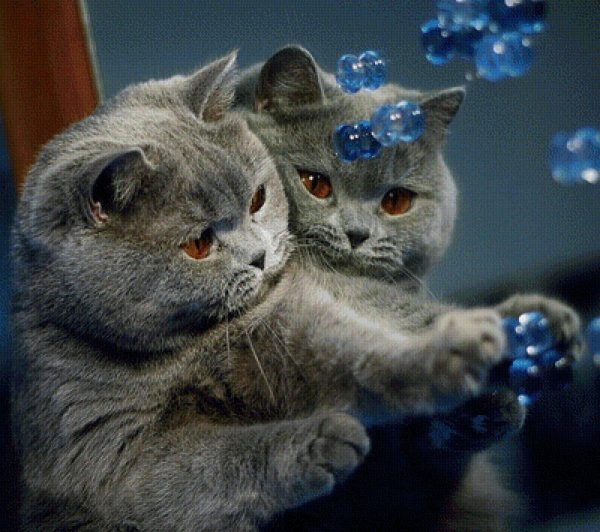 британская кошка