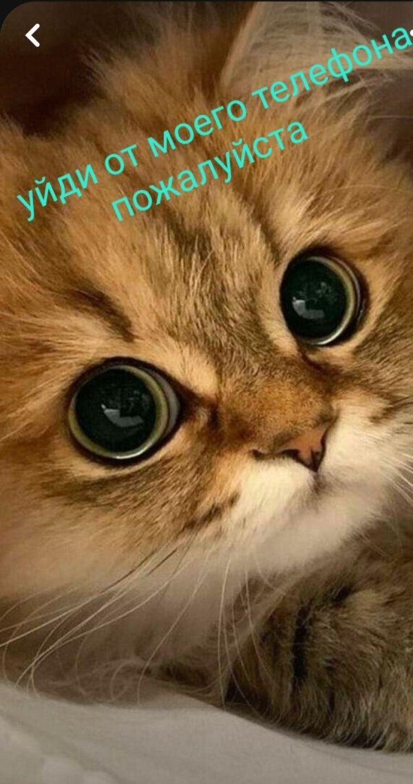 котенок красивый