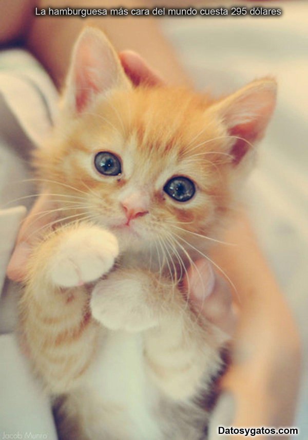 котенок рыжий