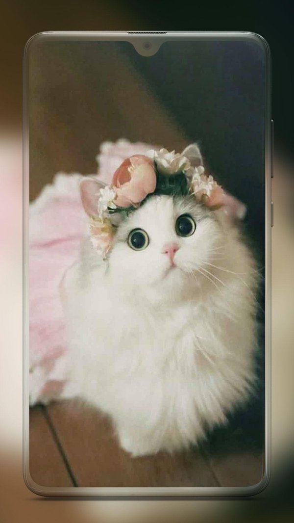 милая кошечка