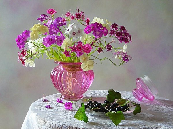 доброе утро флоксы