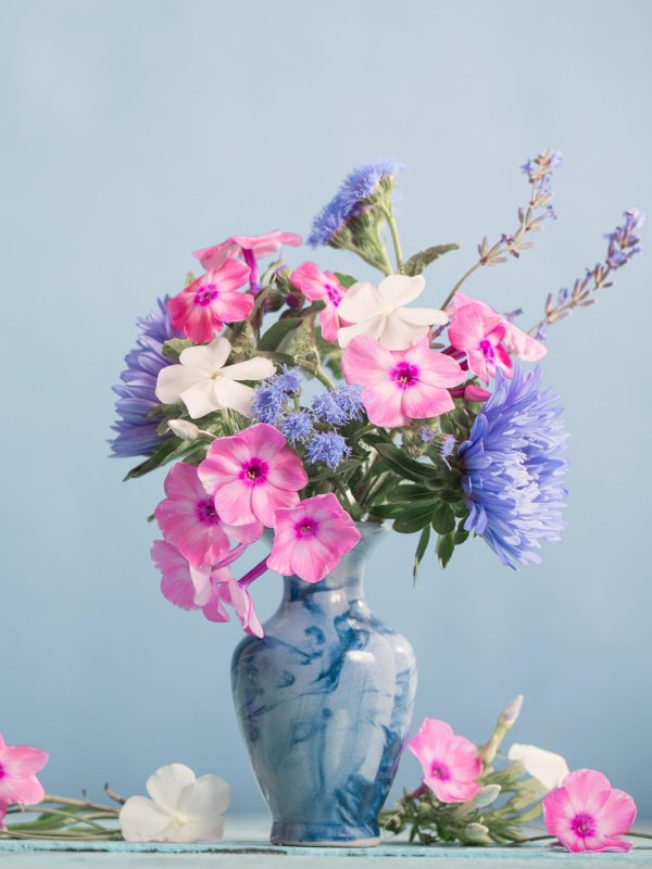 цветы флоксы букет