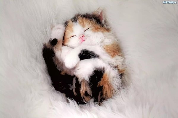 очаровательные котята