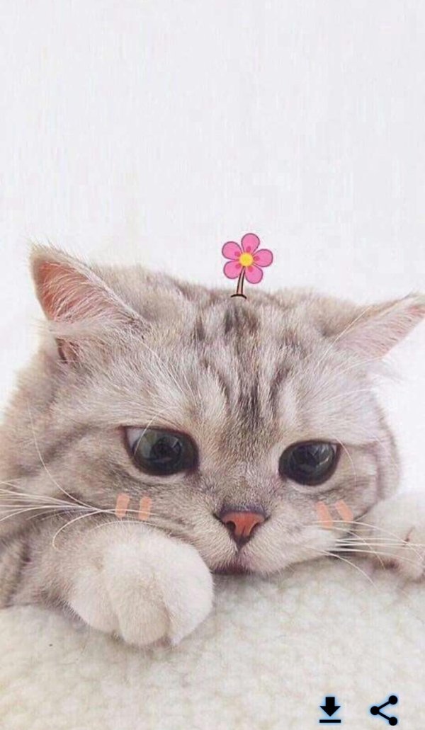 милая котик