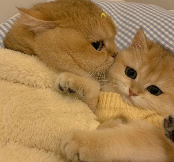 очаровательные котята