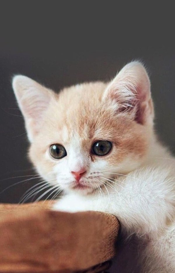 котенок красивый